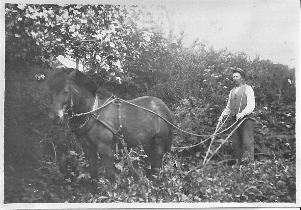 Tunø 1933. Carl Rasmussen hypper kartofler.