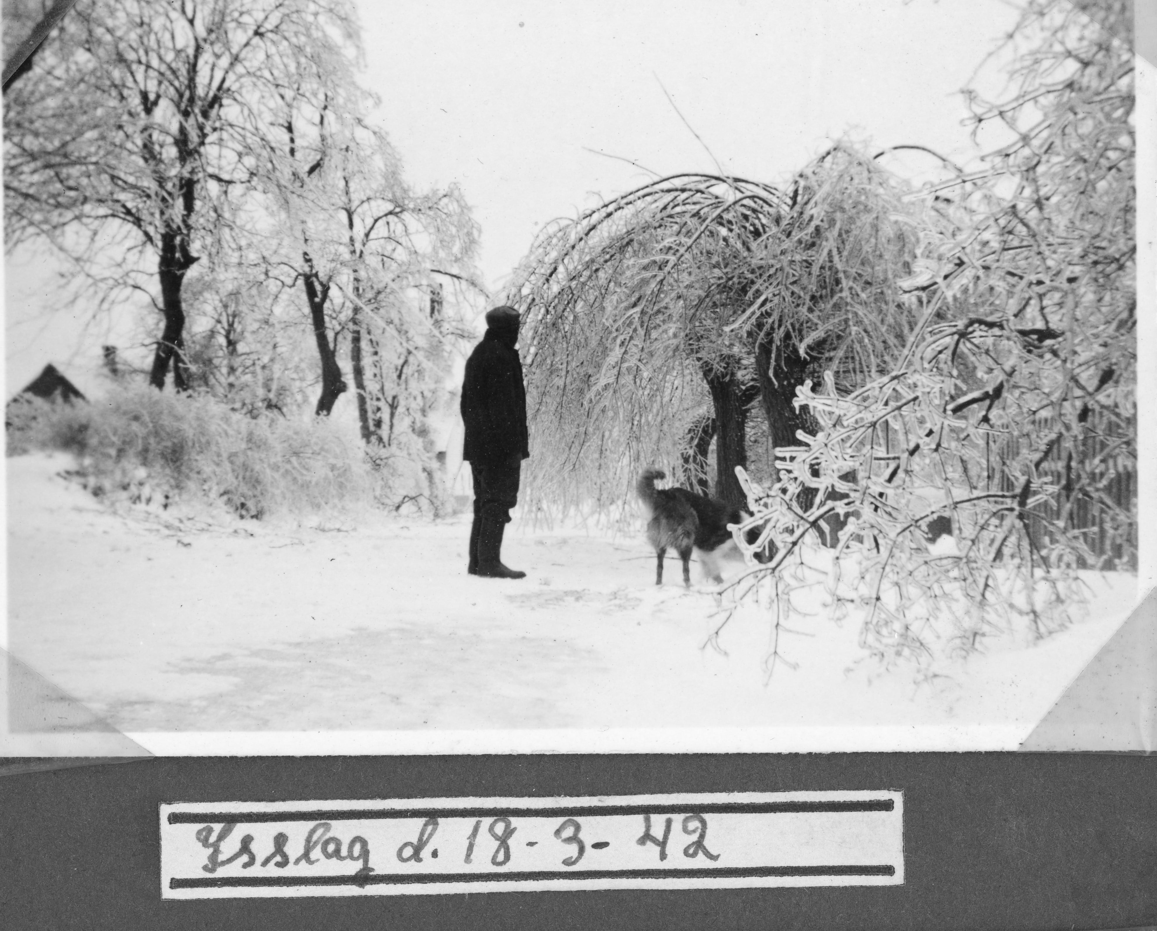 1942 Carl Rasmussen kigger på isslag i haven.